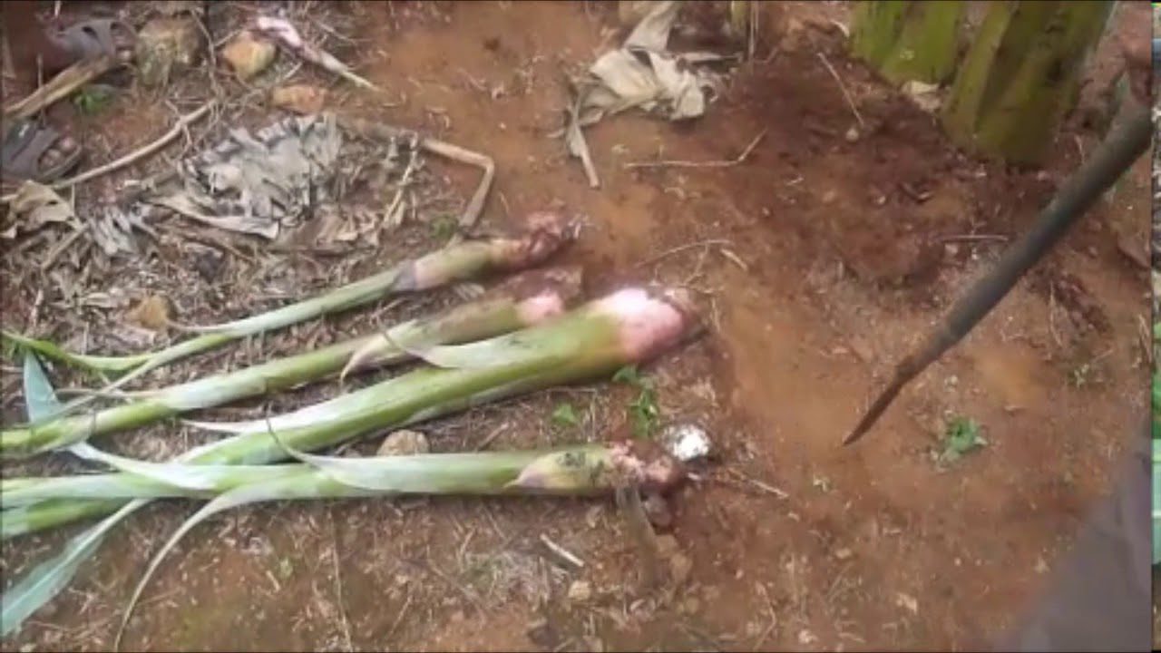 Banana Desuckering technology and tools
