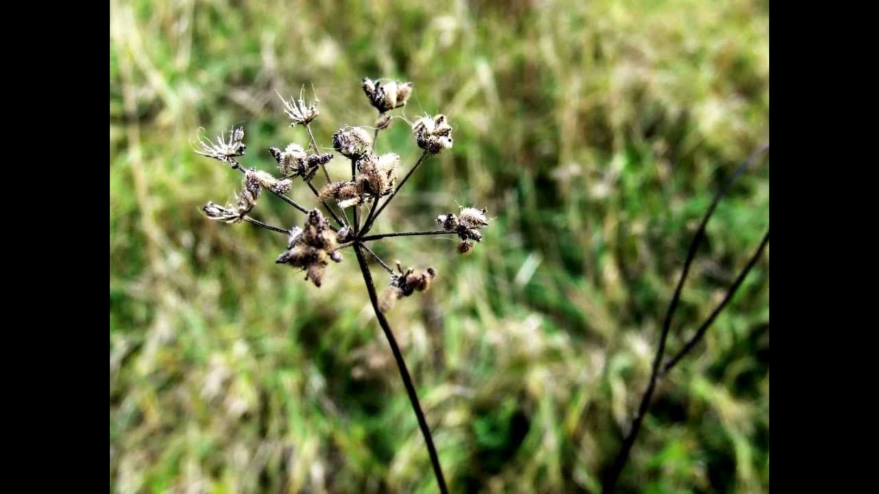 Pictures taken on finepix s5600