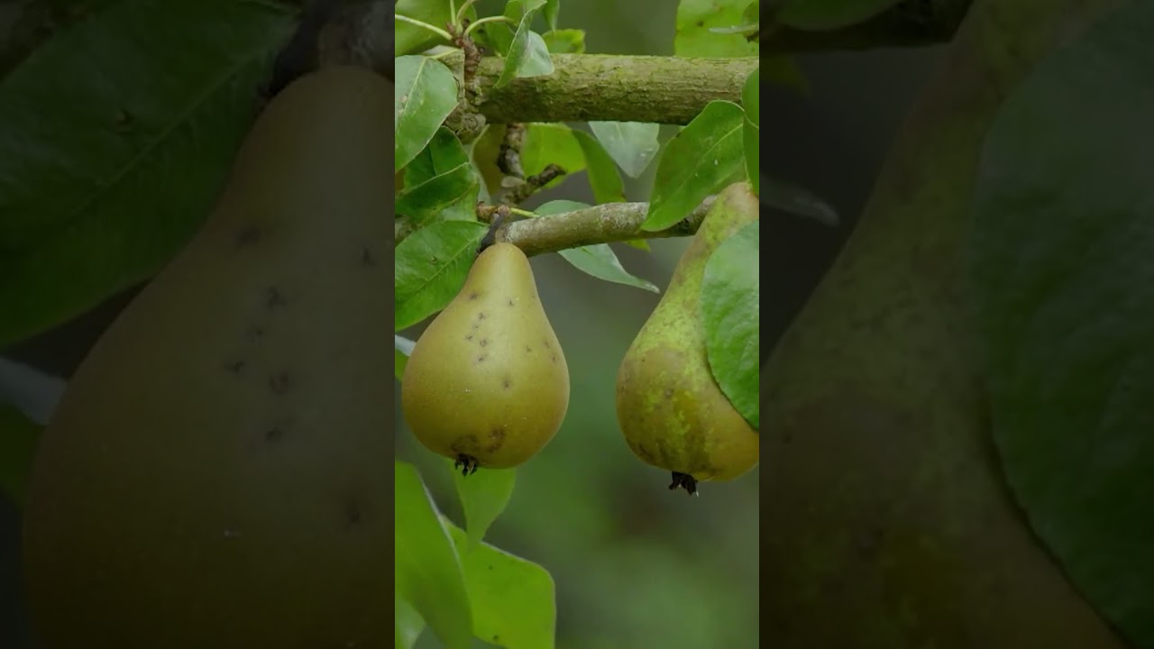 Monty Don shares the best way to eat a pear... 😂🛀🍐👀