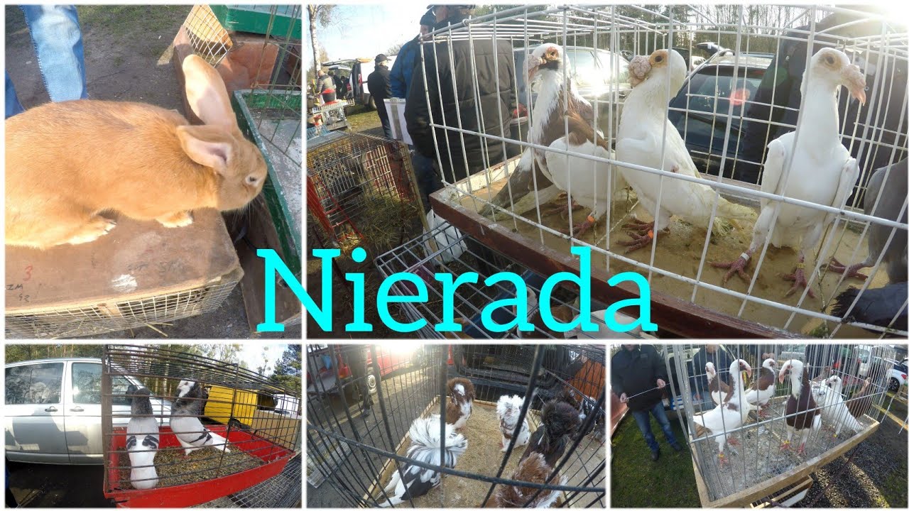 Nierada giełda zwierząt I ptaków @