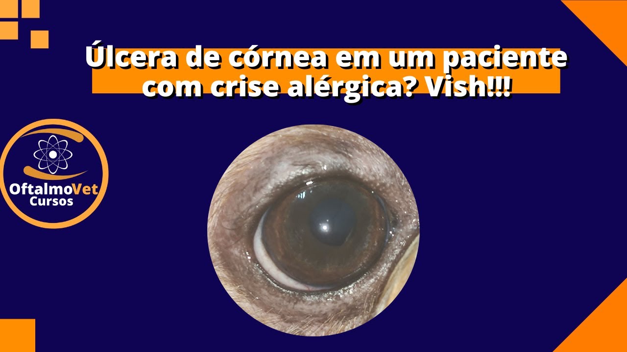 Como tratar atopia e crises alérgicas em cães e gatos com úlcera de córnea?