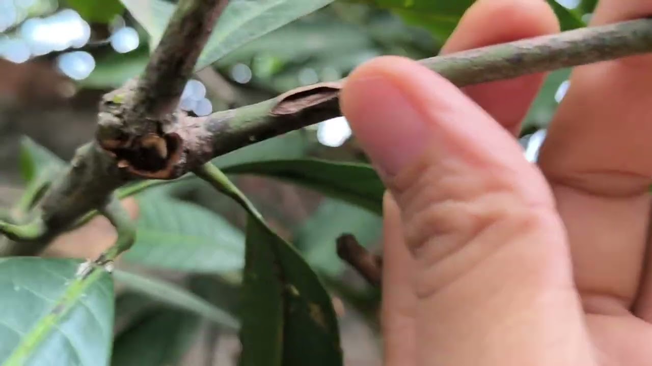 Olha como eu estou enraizando galho de mangueira em bananeira dica para você produzir frutos 