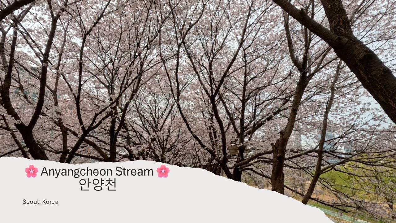 🌸Cherry Blossoms🌸 2025! Experience The Annual Bloom With Seoul Hiker @ Anyangcheon Stream 안양천 | 4K