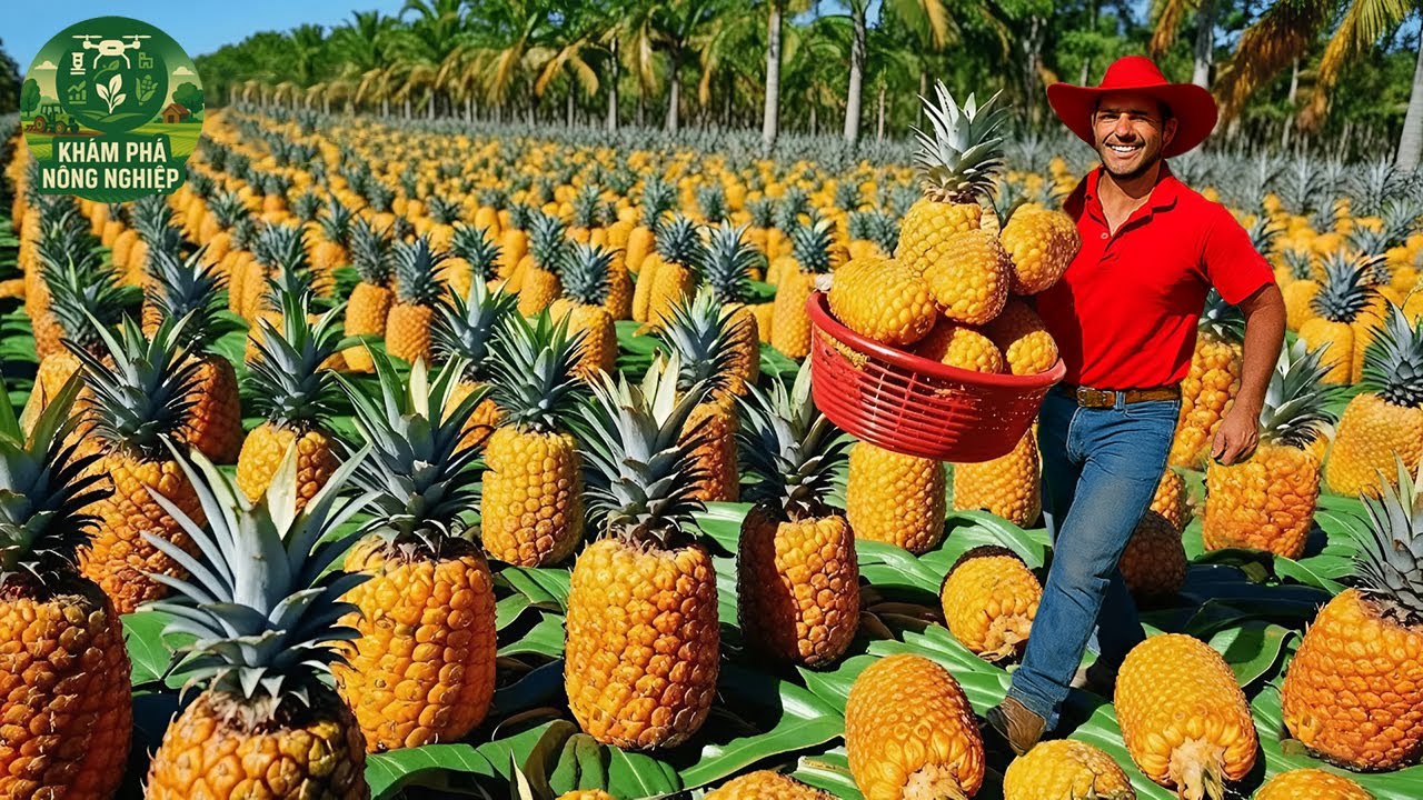 🍍 Trang Trại Dứa Ở Indonesia – Cách Họ Trồng Và Biến Dứa Thành Đồ Uống Ngon Tuyệt!