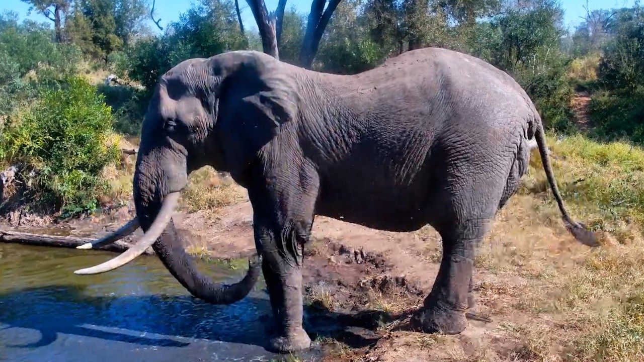 Just Look at the Size of This Bull
