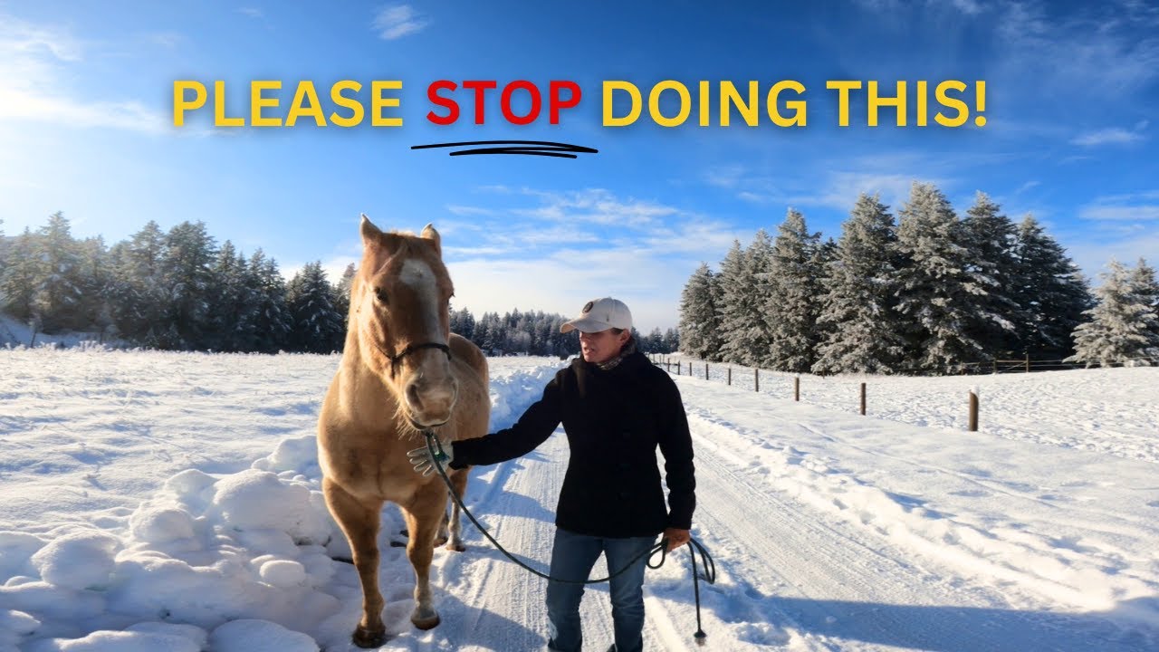EVERY HORSE SHOULD BE TAUGHT THIS!