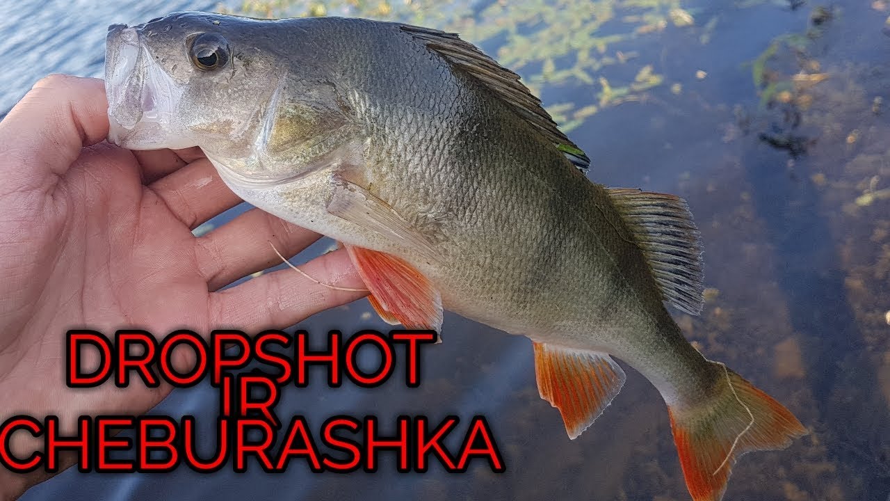 Ešeriai | Dropshotas | Čeburashkos | Žvejyba
