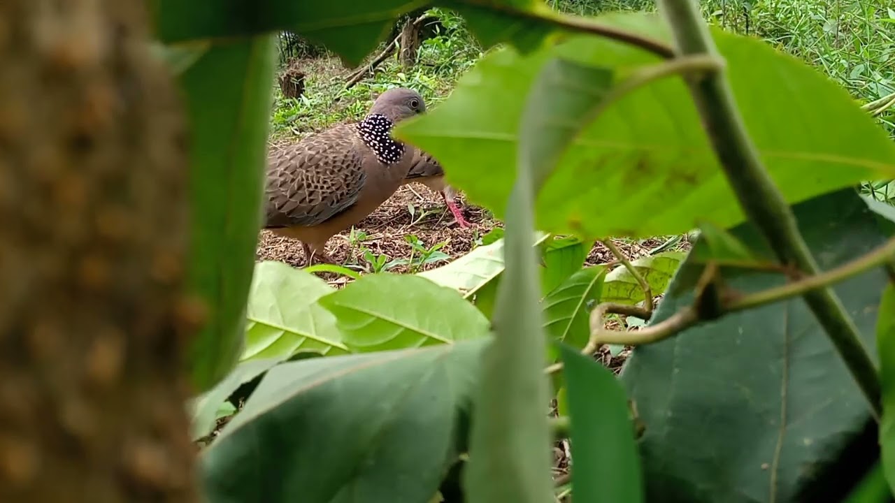 Pikat Si RIBAK Mengalahkan BL BerTali 