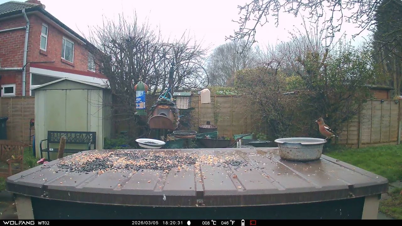 Starling Sparrow Chaffinch