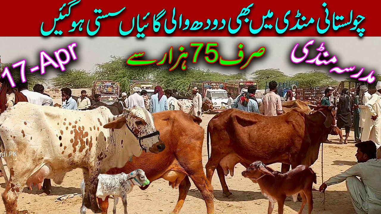 Beautiful Sahiwal Cholistani Cow , Cattle Market Latest Update / Madrassa Mandi / Luddan Mandi.PK