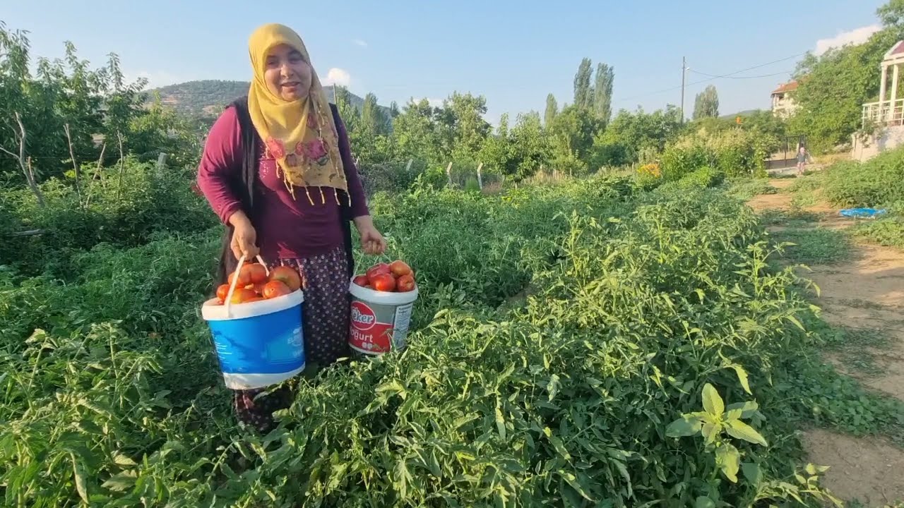 YAPAY ZEKA DEĞİL GERÇEK DOLU DOLU EMEK BUNLAR | DOMATES HASADI | KÖYE KAYMAKAM GELDİ NETİ SÖYLEDİM