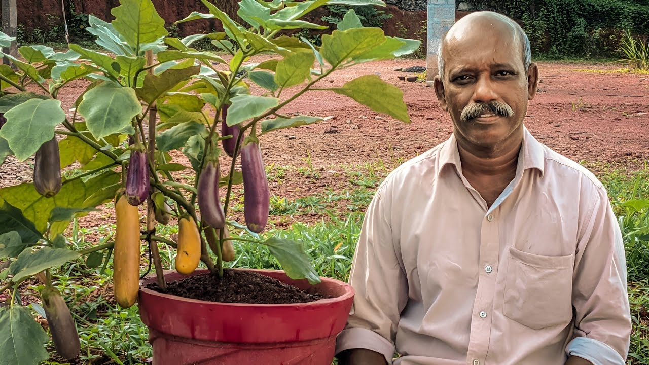 ചുവട്ടിൽ നിന്ന് ചെടികൾ നിറഞ്ഞ് കായ്ക്കും രണ്ടാം വളം ഇങ്ങനെ ചെയ്താൽ ! | Brinjal Cultivation