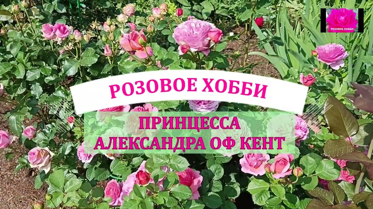 РОЗА ПРИНЦЕССА АЛЕКСАНДРА ОФ КЕНТ. ОБЗОР