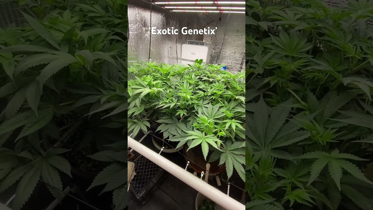 Solfire genetics: Purple Marmalade and Mega Mind Indica - Scrog