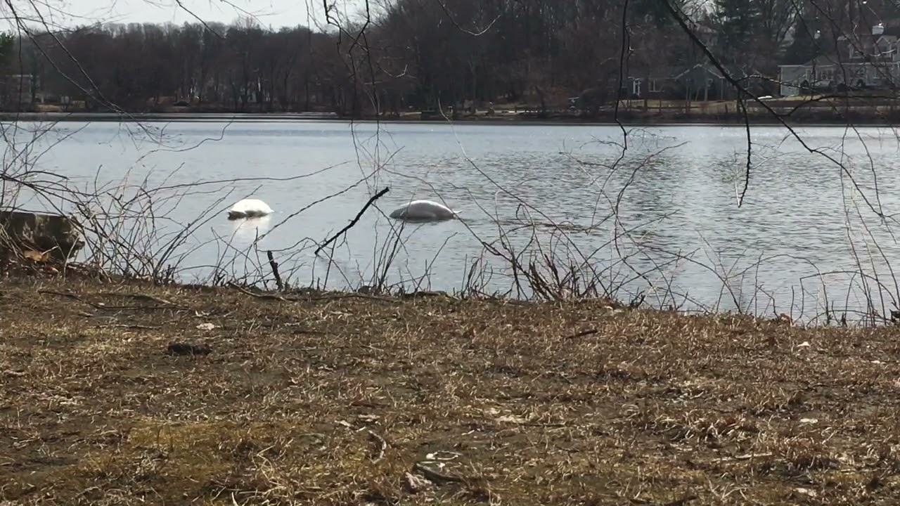 3-15-22 🦢 Swans at the pond #swans #pond #natureambience #nature