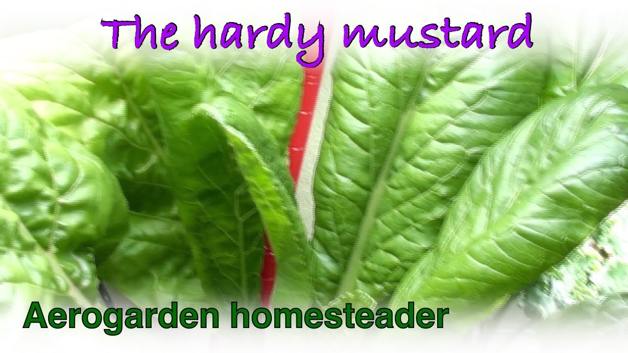 Mustard greens and how well they grew - Aerogarden Grow Lapse