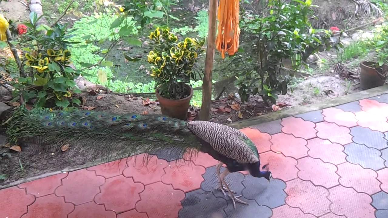 Long Tail Peacock Indian Peafowl Video