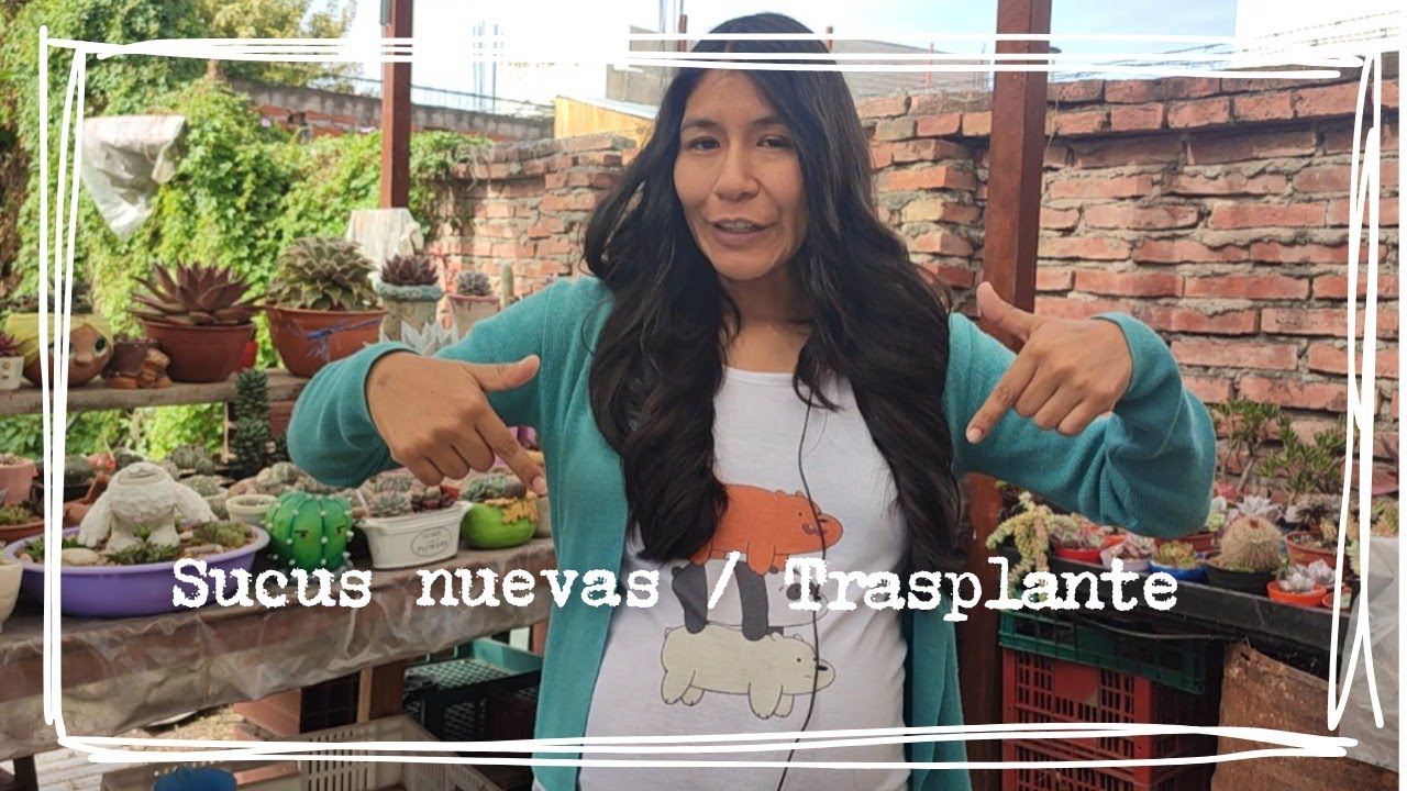 Sucus nuevas y trasplante | Corazón de Cactus