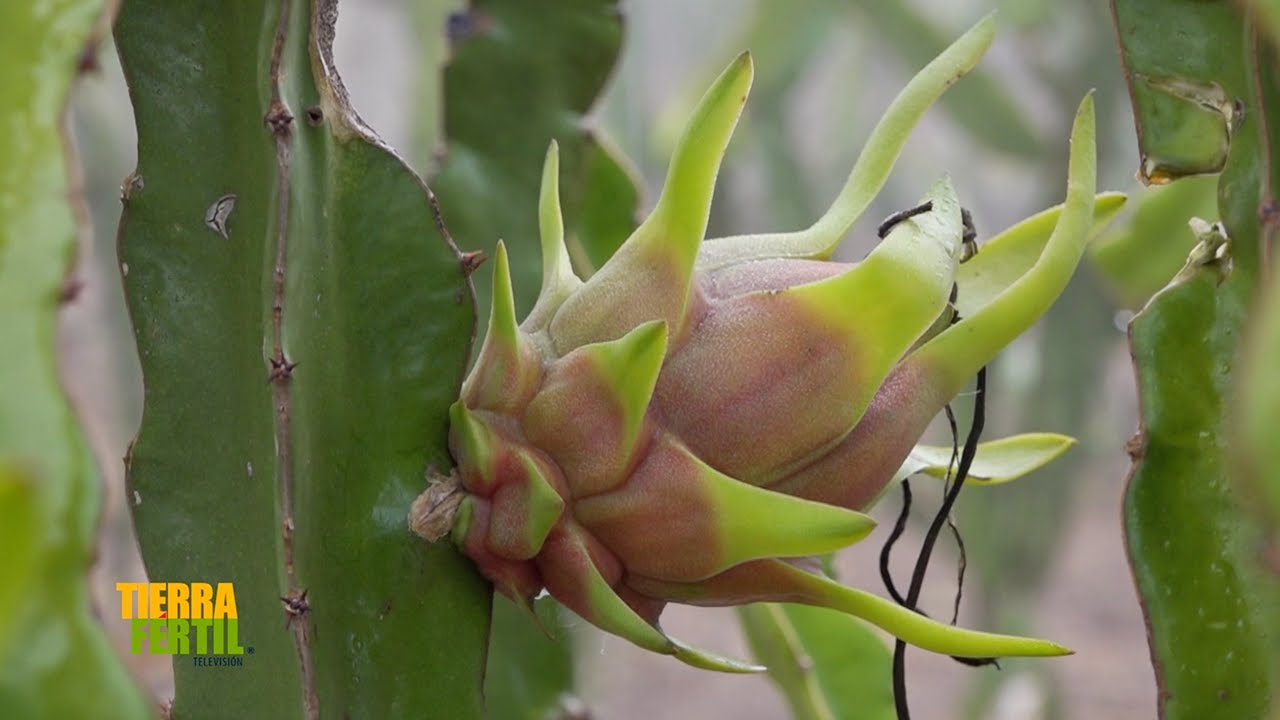 Tierra Fértil Tv-La Pitahaya el fruto del dragón en Huaxtla.(17.08.24)