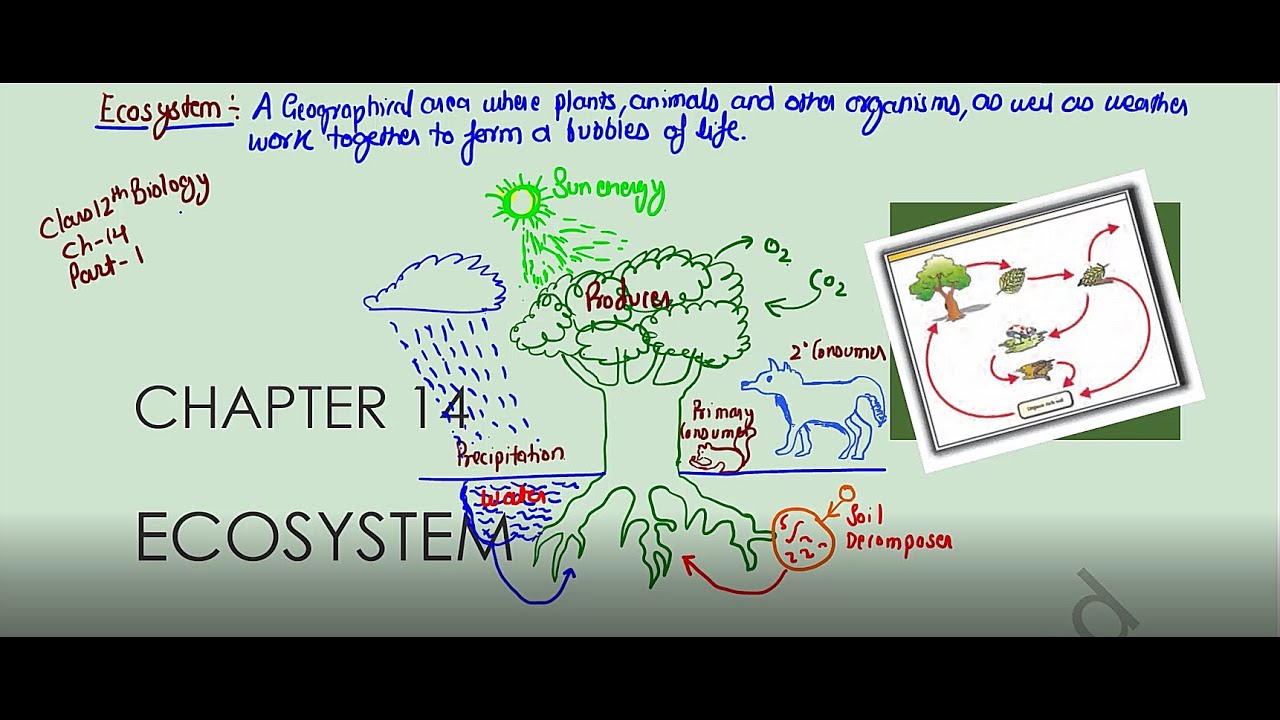 Ecosystem||Part 1||Ncert class 12th Biology||Ncert line by line