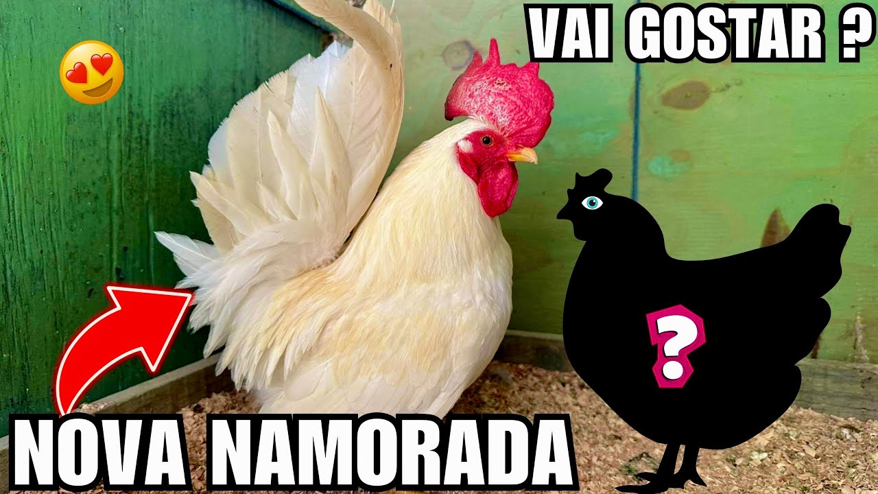 Nosso galo ganhou uma NAMORADA | NOVOS CASAIS | Aves Recriar