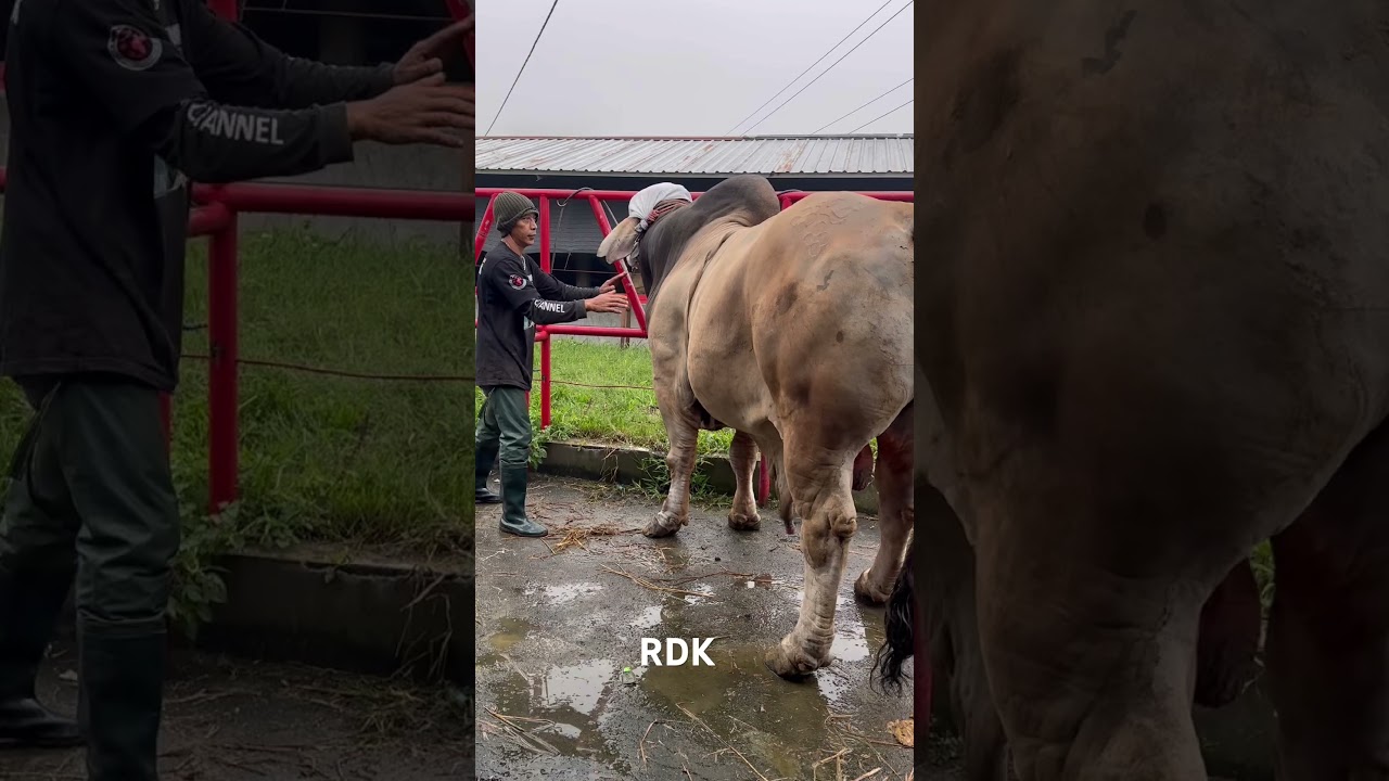 SAPI MONSTER GALAK BERTOPENG