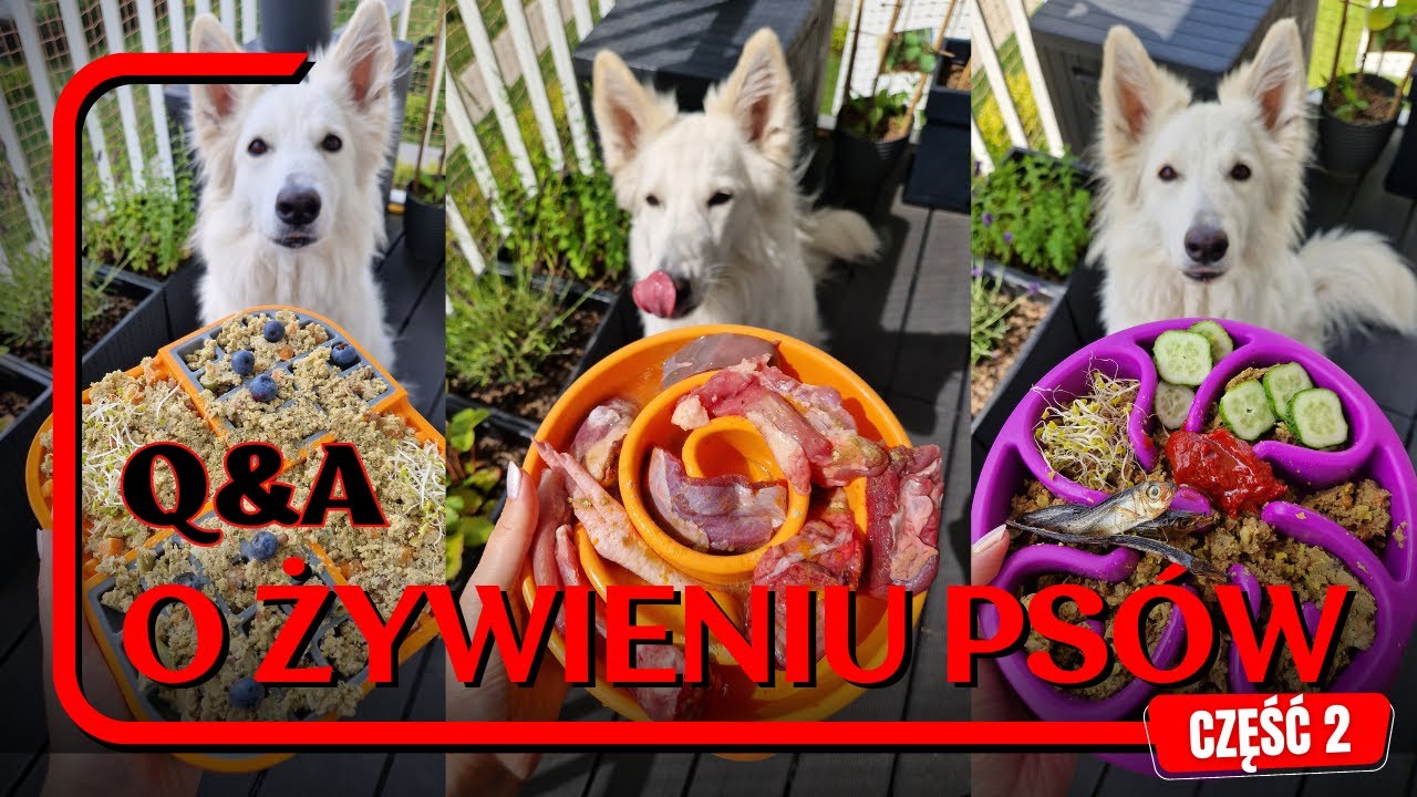 Najlepsza sucha karma dla psa? Czy do karm trzeba dokładać witaminy? - Q&A o żywieniu psów - część 2