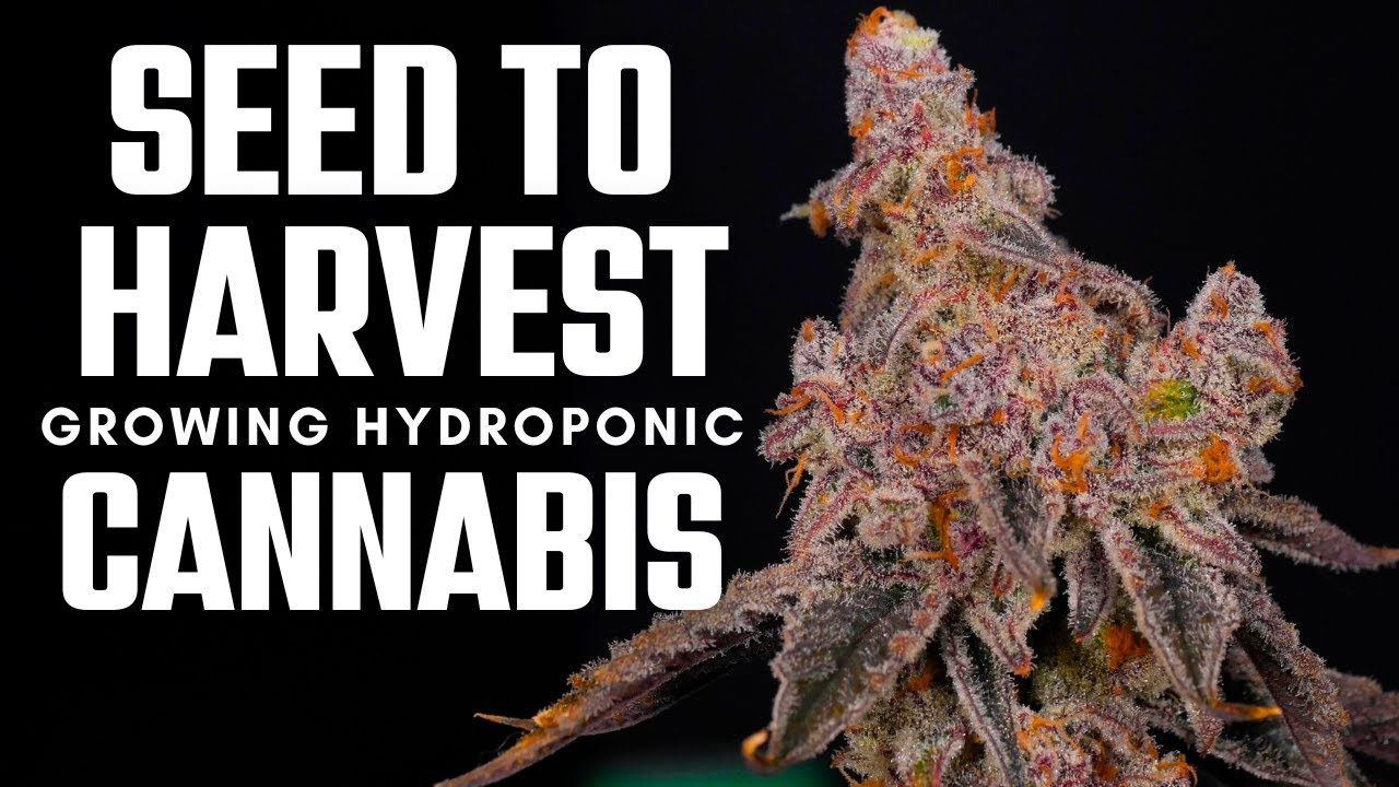 From Seed to Harvest Growing in DWC | The Lucas Formula