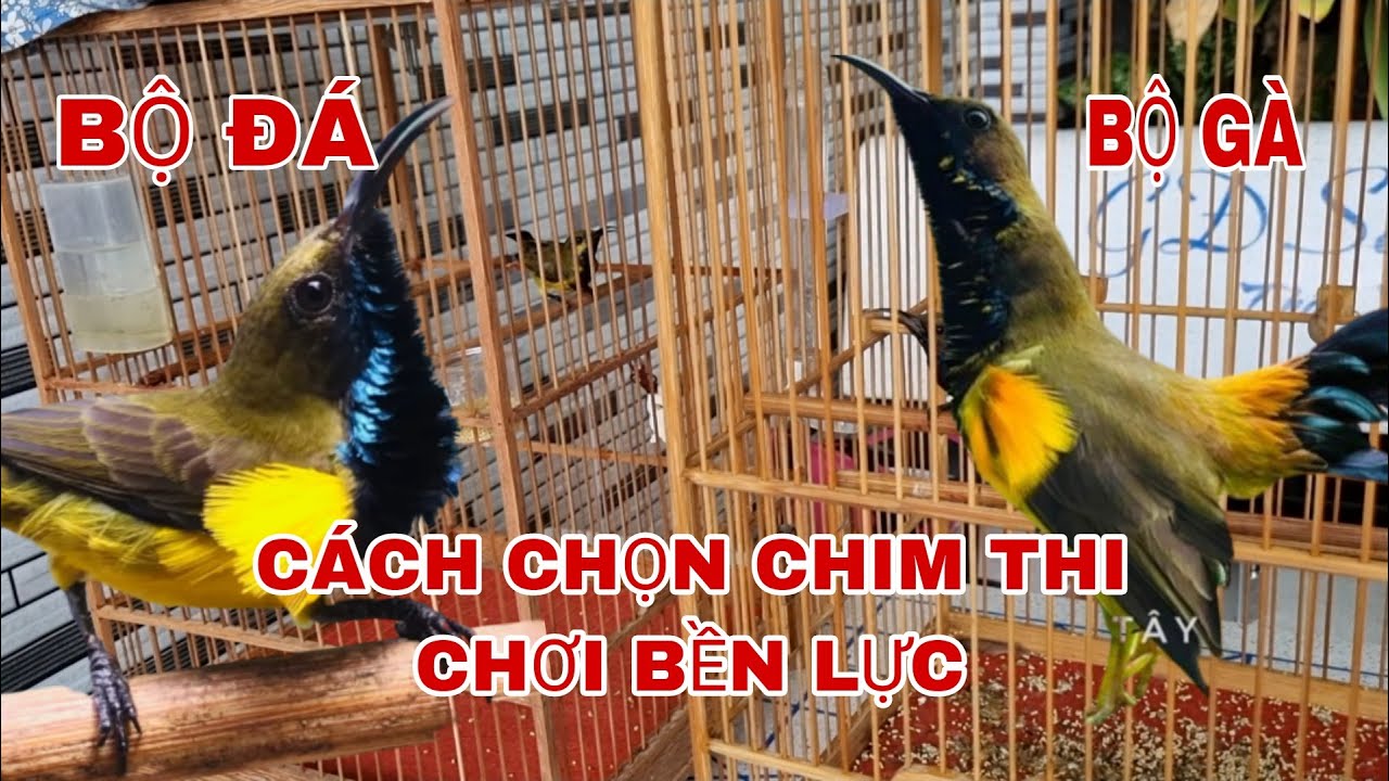 CÁCH CHỌN CHIM HÚT MẬT 5MAU THI ĐẤU BỀN LỰC VÀ CÁCH CHĂM ĐỞ PHÁ CÁM @Cần Miền Tây