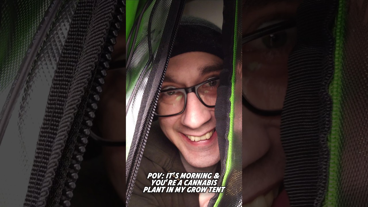 POV: You're A Cannabis Plant In My Grow Tent