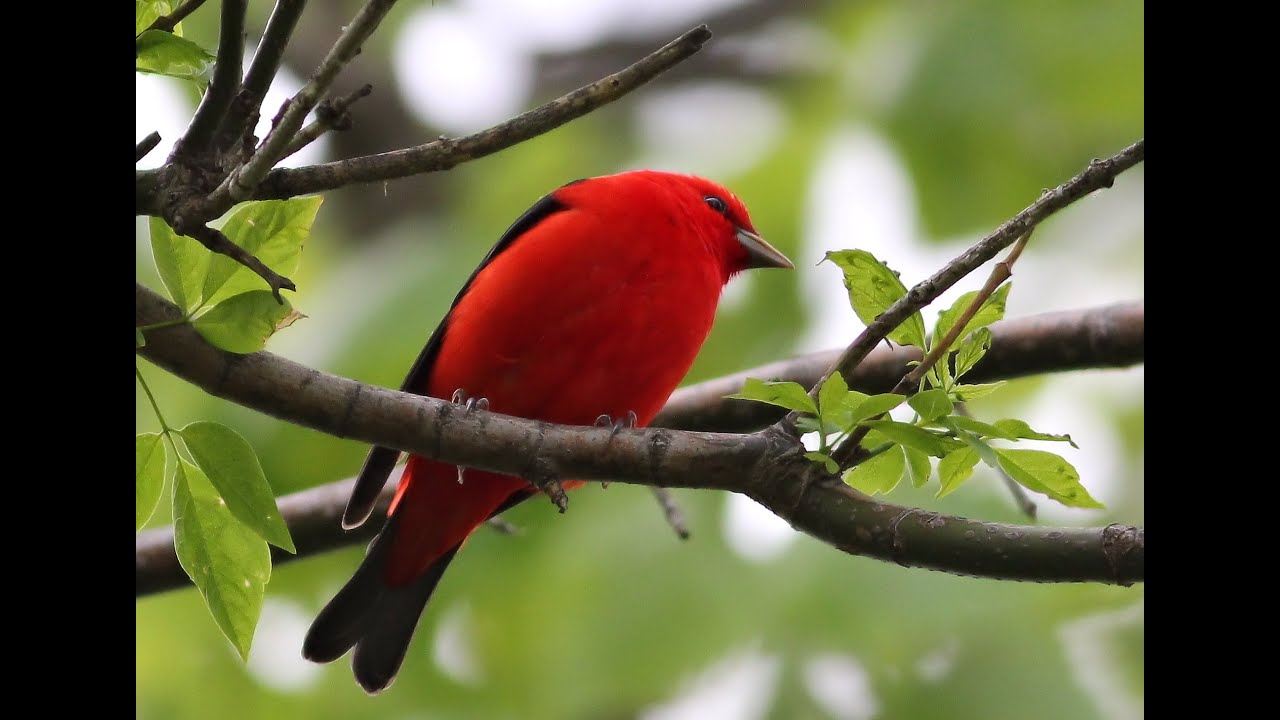 Feathered Flames in the Forest: The Scarlet Tanager