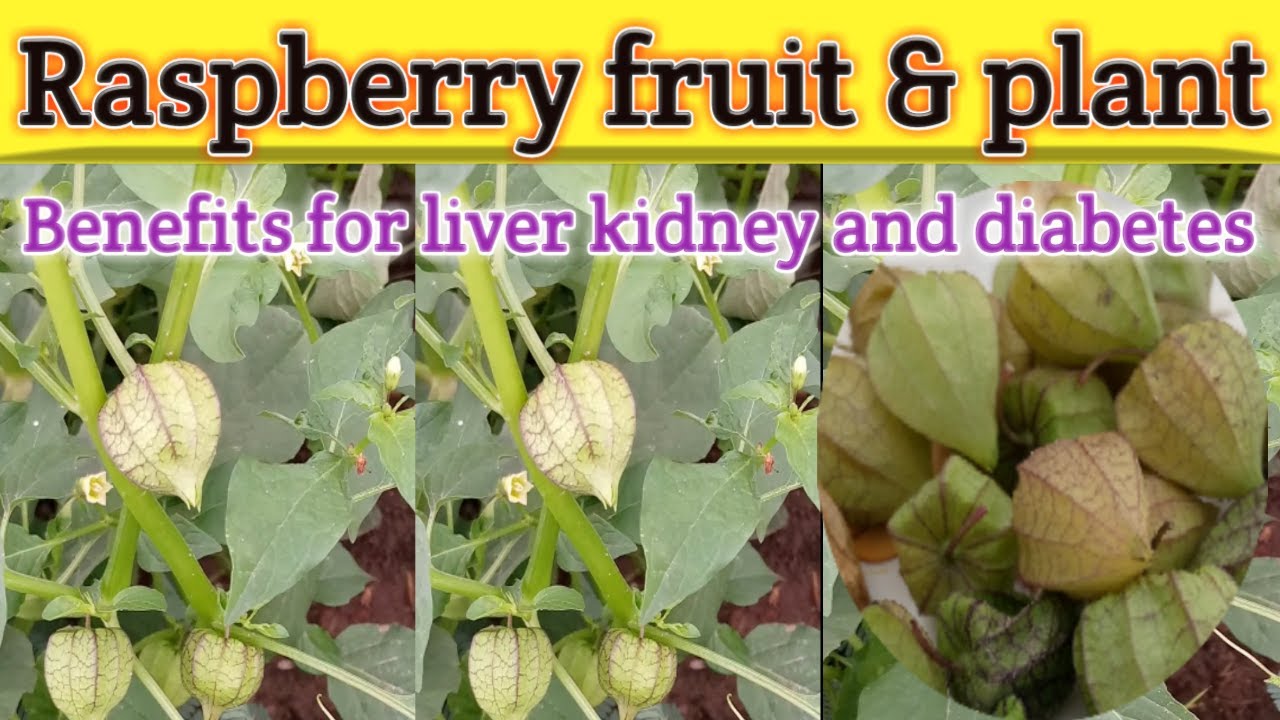 Grow raspberry plant at home and health benefits/how to grow rasbhari from seed/Urdu/Hindi/