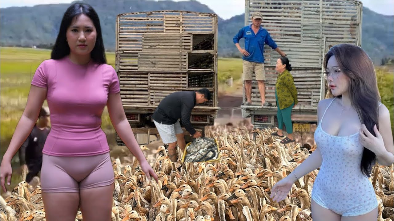 A close-up look at the daily life of duck farmers as they move across the fields.