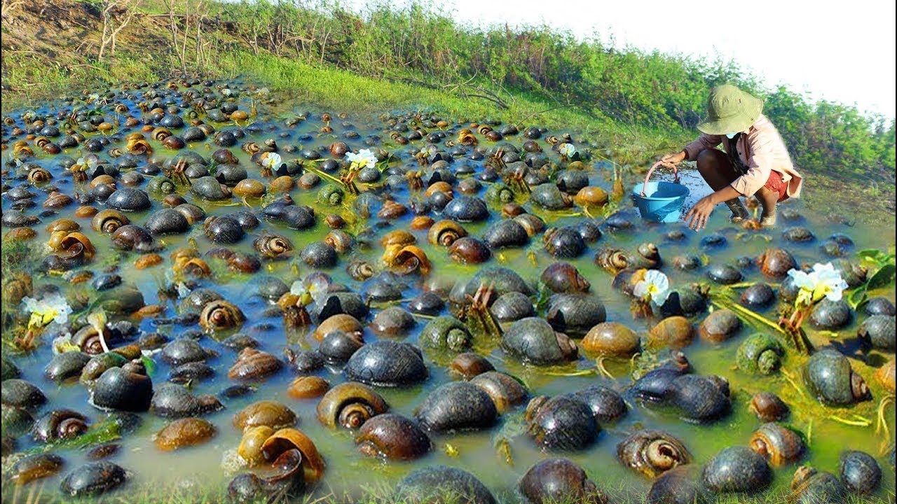 Amazing Catch Craps & Snails In Big Lake When Low Water By A Fisherman Skill today