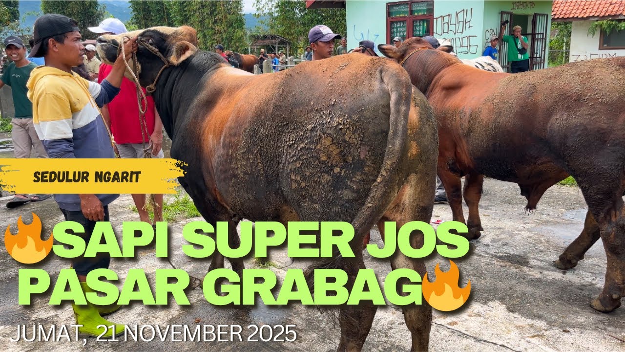 🔥SAPI SUPER JOS PASAR GRABAG🔥‼️‼️
