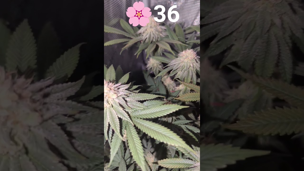 Purple Queen Royal Queen Seeds #cannabisdaily #growerscommunity #indoor #education #germany