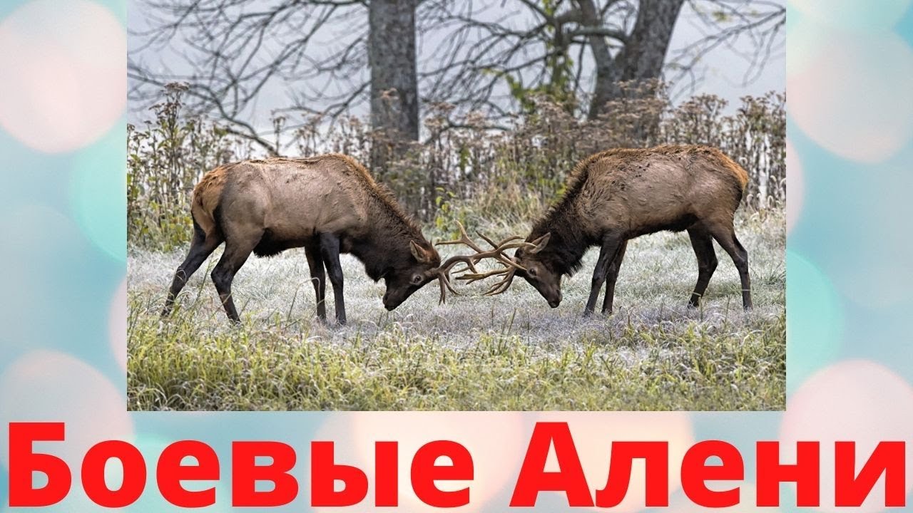 Боевые Алени \ Как не стать жертвой одержимого животного