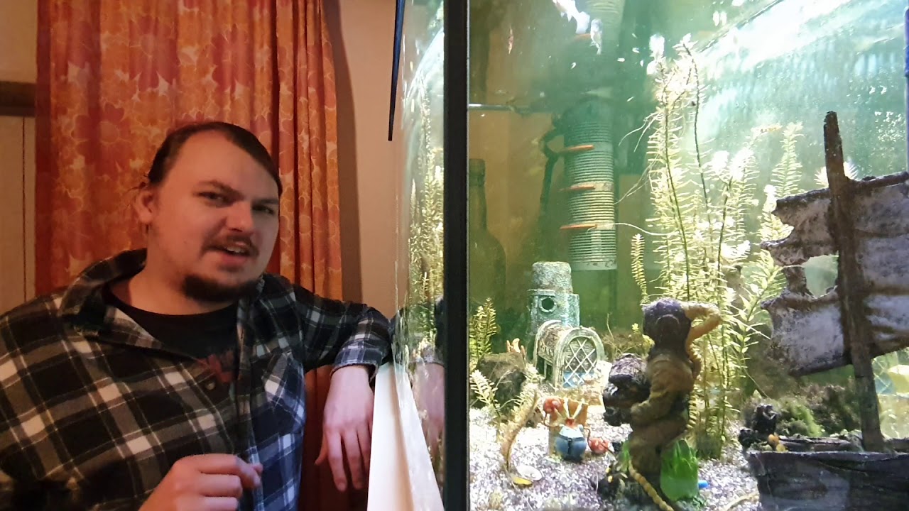 Was tun, wenn ein Fisch gestorben ist? Tipps bei toten guppys im Aquarium.