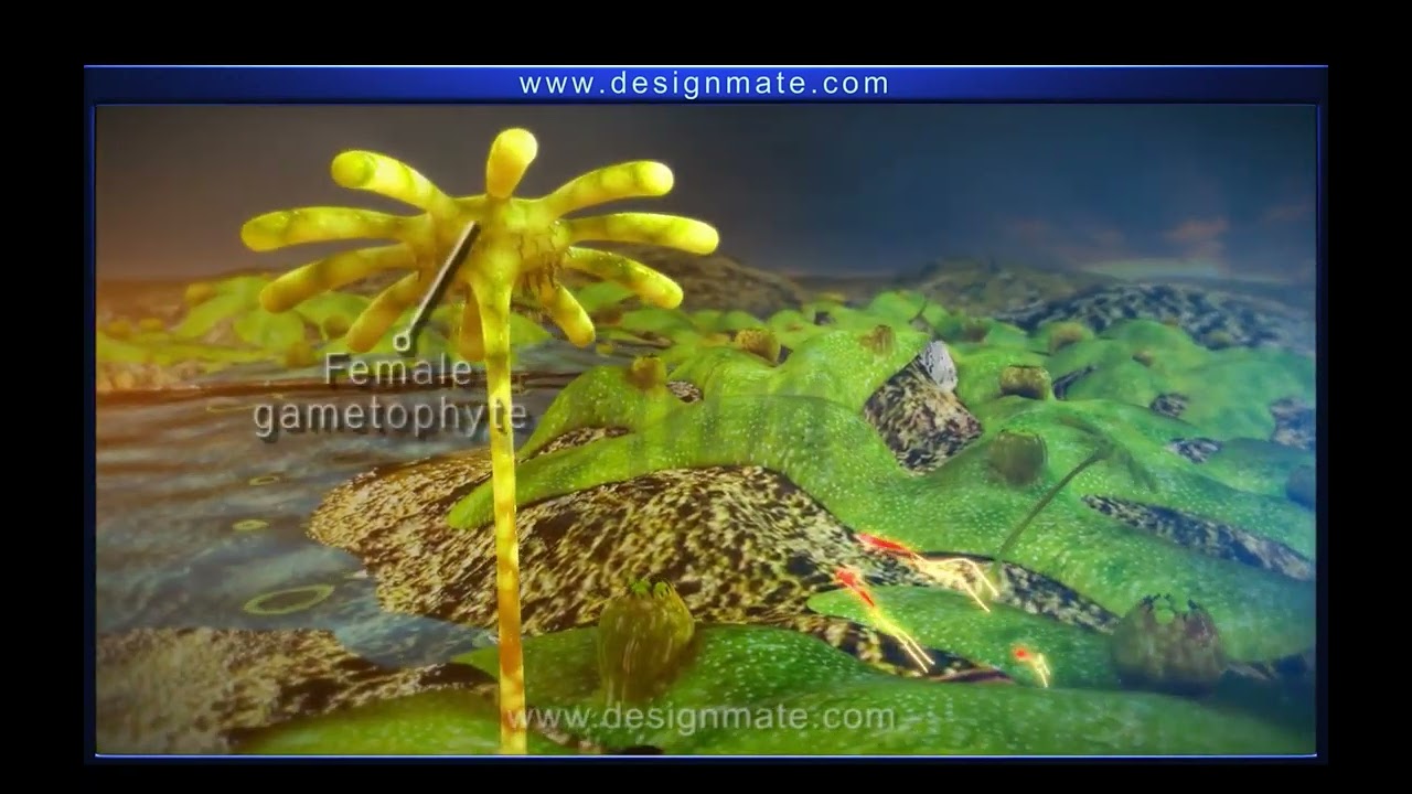 Alternation of generations in bryophytes