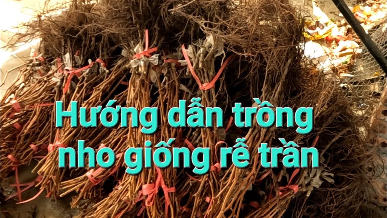 KỸ THUẬT TRỒNG NHO ( giàn chữ Y)TỪ A-Z PHẦN  1-1:Hướng dẫn trồng cây nho rễ trần đúng cách
