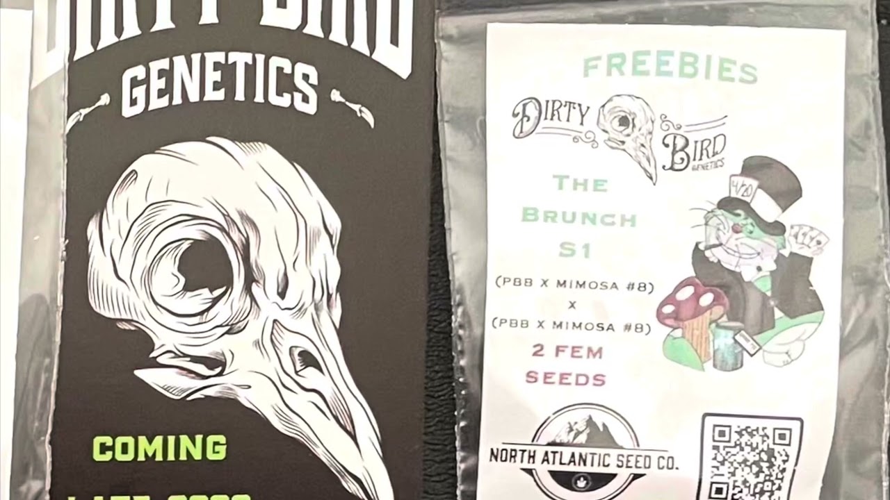 Dirty bird genetics week 1 flower dwc #flower #exotic #genetics #green #yt #viralvideo