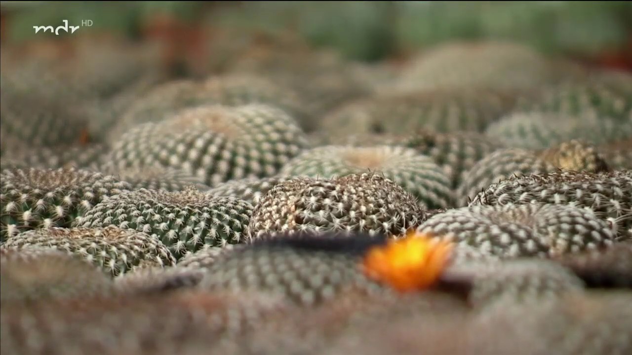Ein Paradies für Kakteenliebhaber | MDR Garten