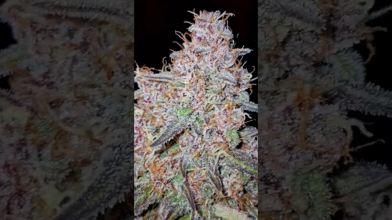 Banana Purple Punch Auto by blakx111