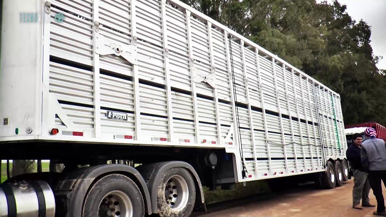 TRANSPORTE DE GANADO  URUGUAY A TURQUÍA