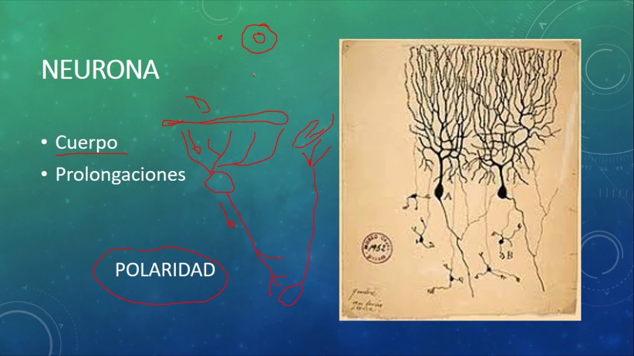 Sistema Nervioso (primera parte)