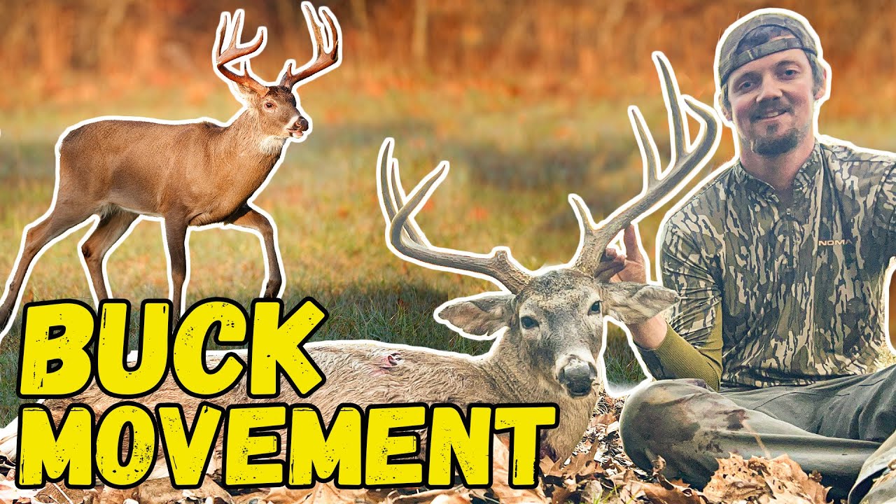 Studying BUCK MOVEMENT w/Luke Resop from the MSU DEER LAB