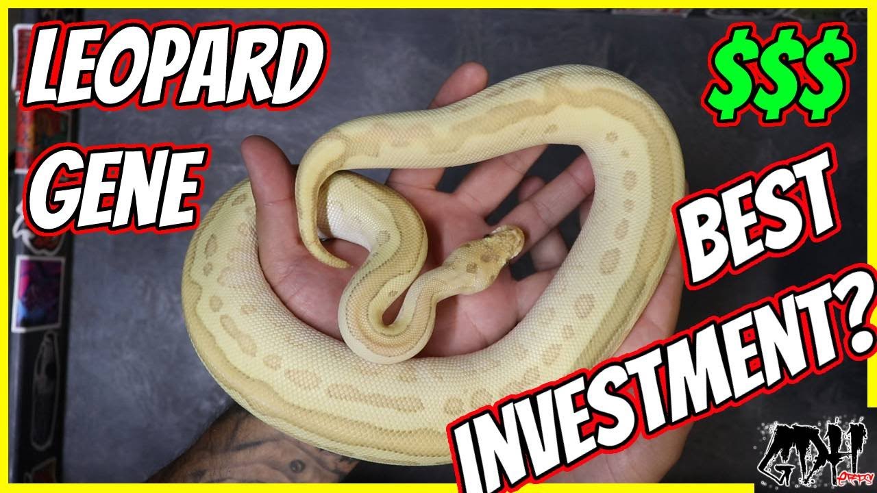 LEOPARD BALL PYTHONS! THE SINGLE BEST GENE TO INVEST IN?