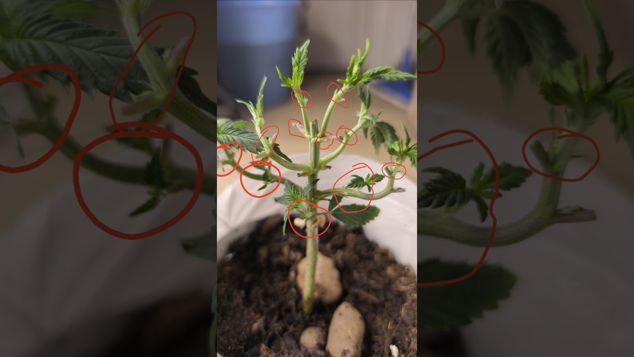 STRONG LST GROW EXPERIMENT CRAZY DUDE 🥲🥺 #grow #fastbuds #420