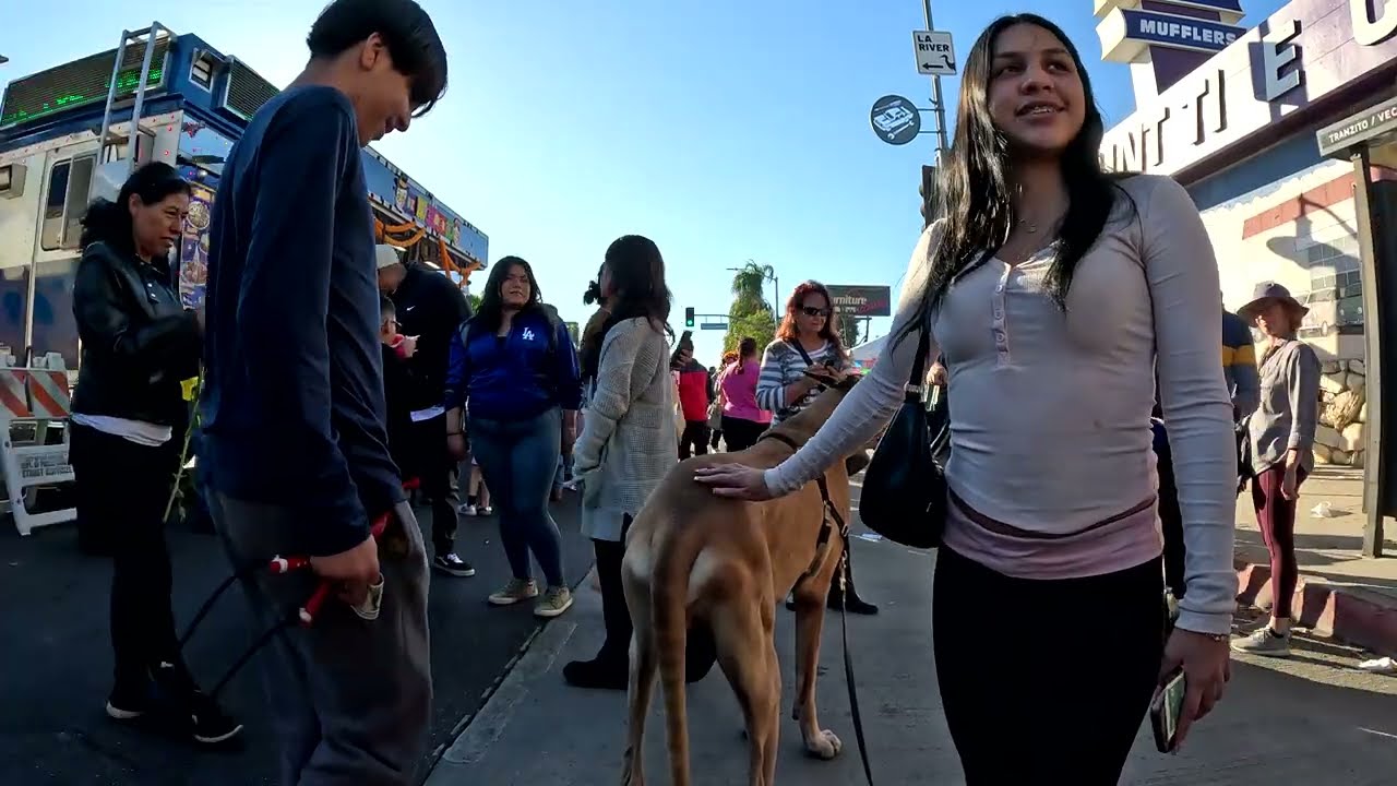 Cash 2.0 Great Dane at the Dia De Los Muertos 2024 family festival in Canoga Park, CA (3 of 4)