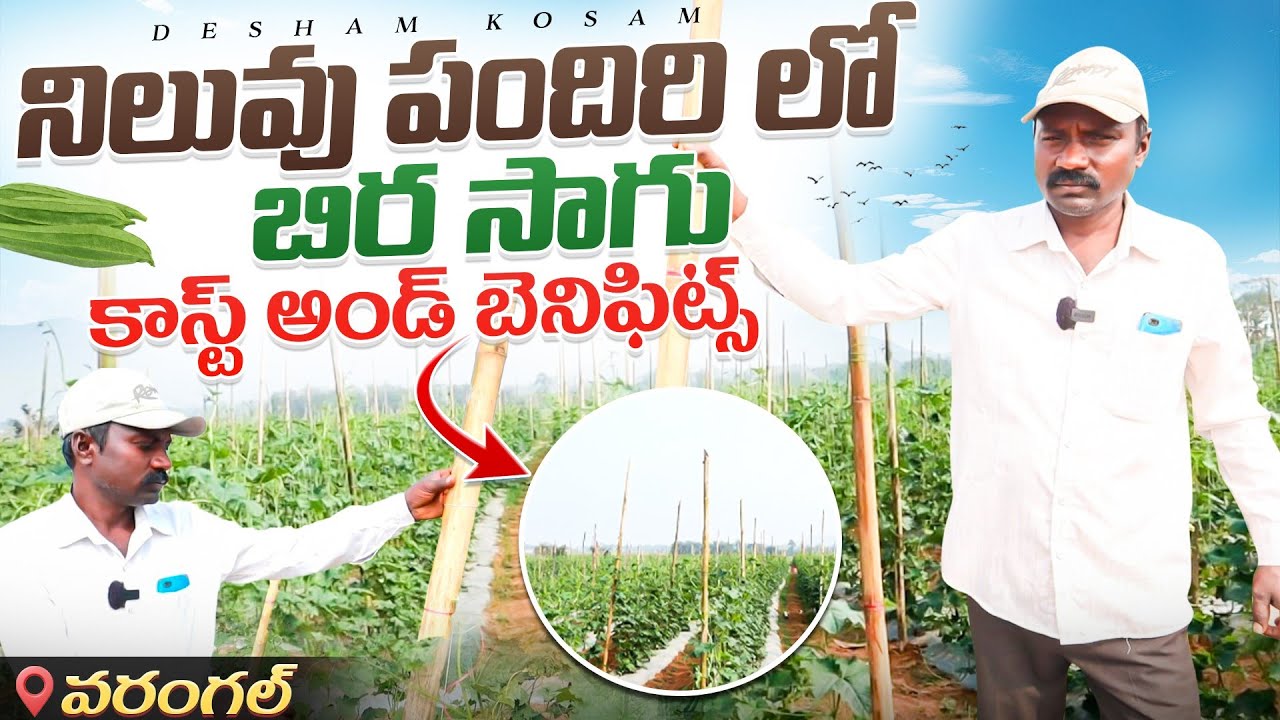 నిలువు పందిరి లో బిర సాగు/ఇలా వేసుకుంటే ఎంత ఖర్చు/Ridge gourd farming in telugu 